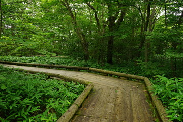 Fototapeta premium 日本 栃木県 那須高原 緑の森