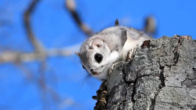 Flying squirrel in winter in eastern Hokkaido