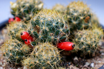 Mammillaria prolifera - Cacto pimenta - pepper cactus