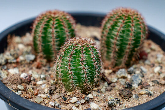 Echinopsis chamaelobivia