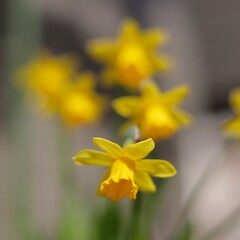 yellow daffodil flower