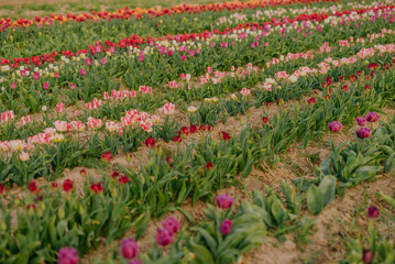 Beautiful Red Tulips Blooming on Field Agriculture