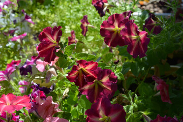 Pretty colorful petunia flowers. Bright blooming plants in sunny day. Balcony greening.
