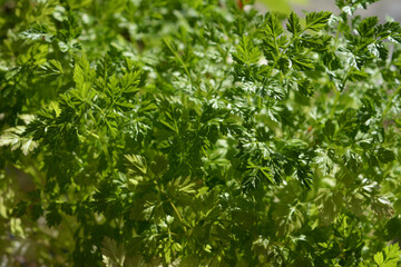 Fresh green leaves of chervil in sunny day
