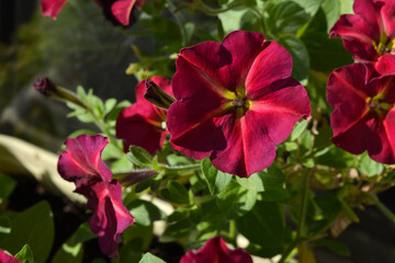 Fototapeta na wymiar Bright blooming petunia - long-season annual flower. Balcony greening.