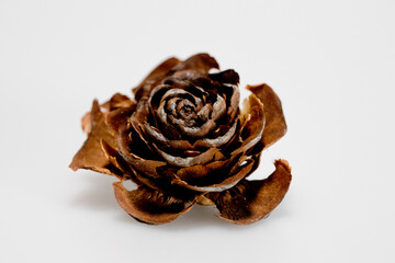 Hat of the cedar pine cone