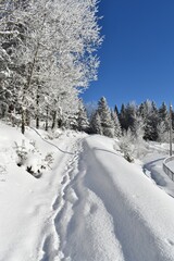 A path in the forest under a blue sky, Sainte-Apolline, Québec, Canada
