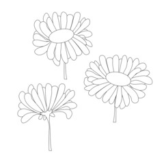 Deasy monochrome sketch. Outline flowers art design stock vector illustration for coloring book, for web, for print