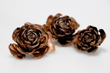 Hat of the cedar pine cone