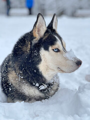 Happy dog outside in the snow 
