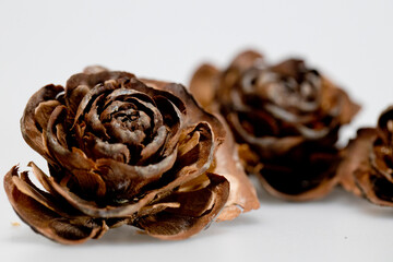 Hat of the cedar pine cone