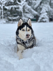 Happy dog outside in the snow 