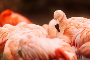 nice American flamingo (Phoenicopterus ruber) one of the flock has his head up © michal