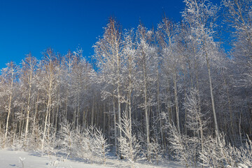 Birch forest with frost in the trees