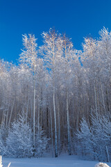 Snow covered trees in hoarfrost against the clear blue sky. Bright winter day in the forest. Sunny cold weather. Carpathian mountains. Ukraine.