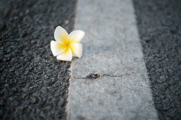 white flower on blue background