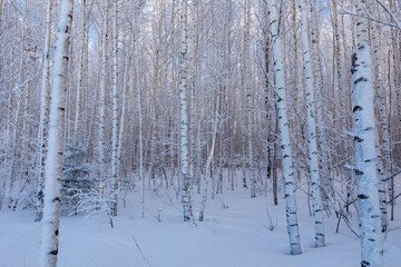 Fototapeta premium Snow covered trees in hoarfrost against the clear blue sky. Bright winter day in the forest. Sunny cold weather. Carpathian mountains. Ukraine.