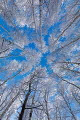 Landscape of beautiful birch forest, bottom-up view. Perspective of the lines going to blue sky.