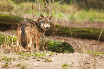 Obraz premium female Eurasian wolf (Canis lupus lupus) looks behind her