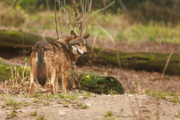 female Eurasian wolf (Canis lupus lupus)