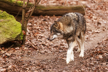 female Eurasian wolf (Canis lupus lupus) gingerly paws all tense