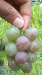 hand holding a bunch of grapes