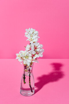 Almond blossoms in a transparent vase with water on a pink background