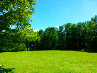 grass and blue sky