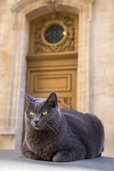 Chat Telain.