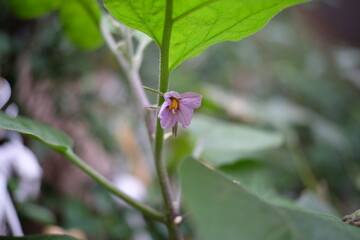 bee on flower