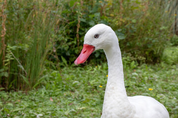 Wild ducks in the parks.