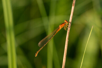 kleine Pechlibelle