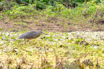 Nachtreiher mit Frosch