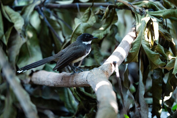 Sunda Pied Fantail