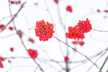 Red clusters of mountain ash in winter