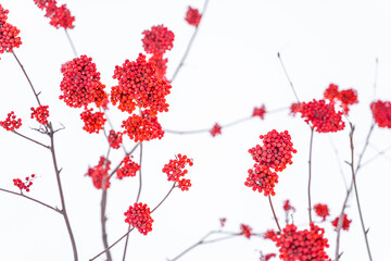 Red clusters of mountain ash in winter