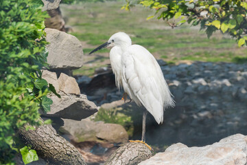 Mittelreiher
