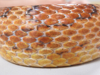 Close-up of corn snake scales (Pantherophis guttatus) in a white table