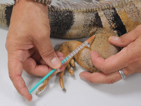 Hands of a veterinarian giving an iguana an injection in its hind leg