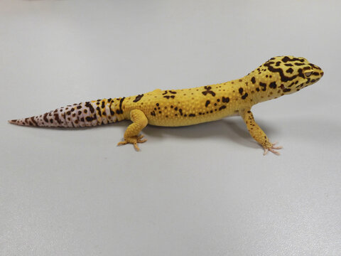 leopard gecko (Eublepharis macularius) isolated on top of a gray witish table