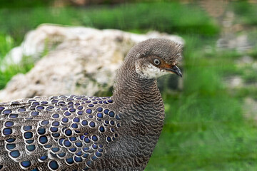 Pfaufasan