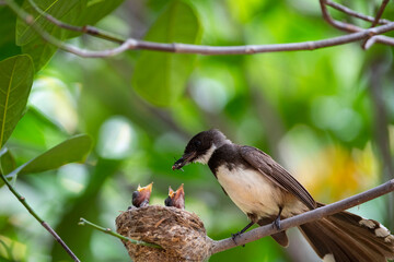 Sunda Pie Fantail