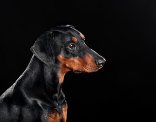 Portrait of black German Pinscher dog