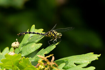 Zangenlibelle