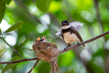 Sunda Pied Fantail