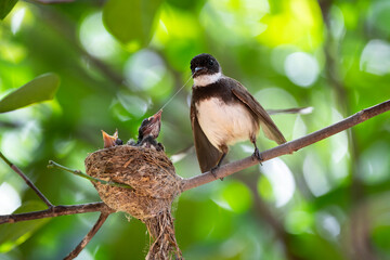 Sunda Pied Fantail