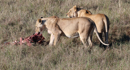 Fototapeta na wymiar Two lionesses eat prey in grass