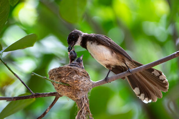 Sunda Pied Fantail