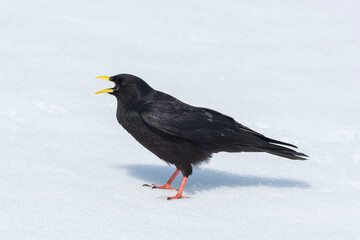 Alpendohle