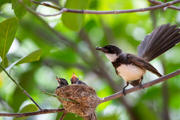 Sunda Pied Fantail